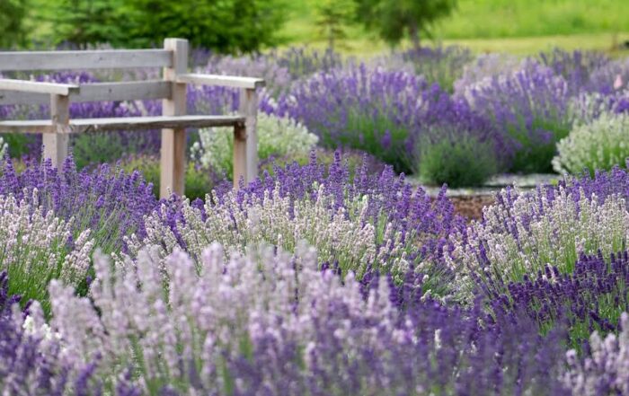 A quaint wooden bench amidst a field of multi-colored lavender.